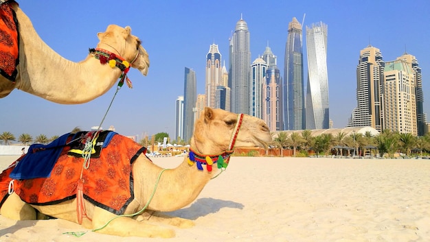 Dos camellos contra el paisaje urbano de Dubai