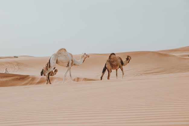 Dos camellos en el desierto árabe