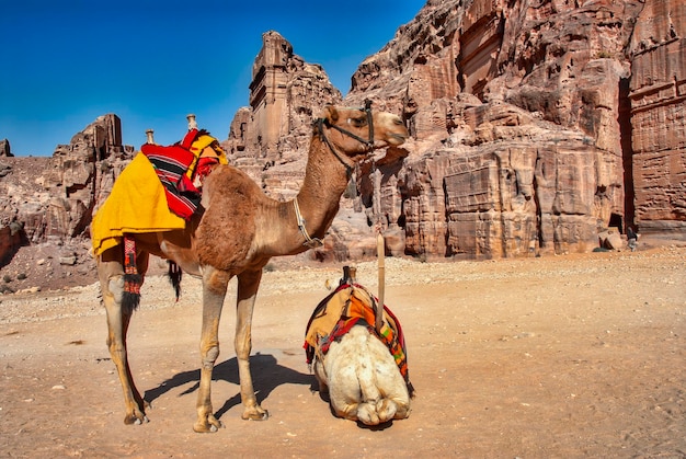 Dos camellos dromedarios descansando frente a una tumba en la antigua ciudad de Petra