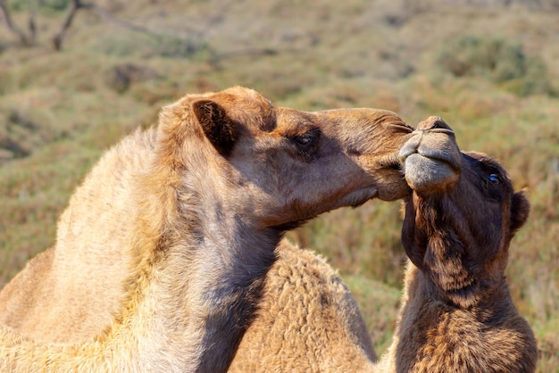 Dos camellos felices enamorados al aire libre