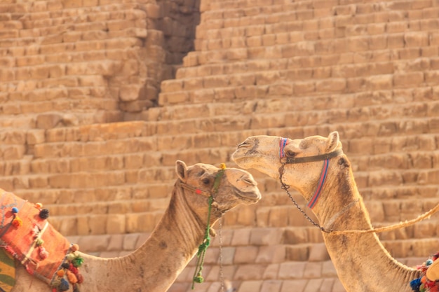 Dos camellos en el fondo de la pirámide de Giza