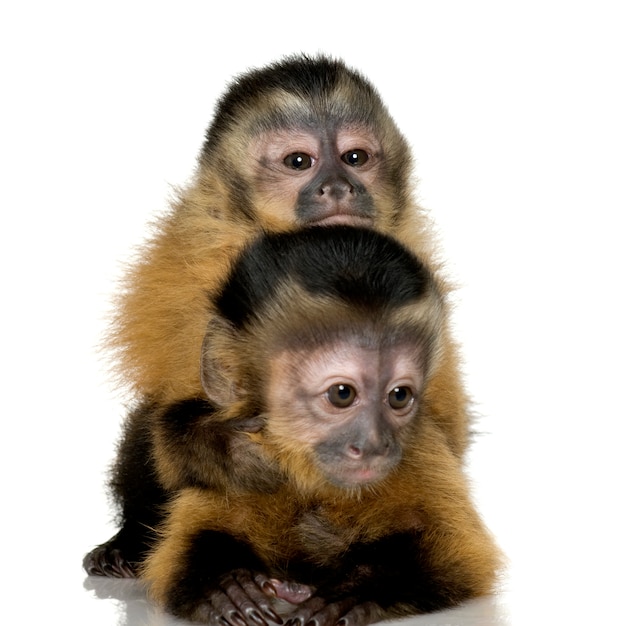 Foto dos capuchinas bebé en blanco