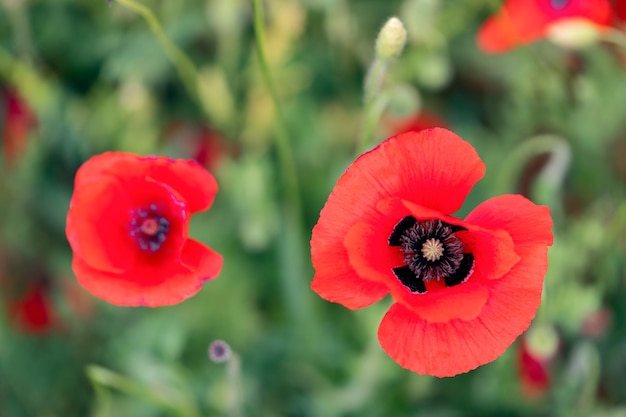 Dos capullos de flores de amapola roja en un verde prado toscano Enfoque selectivo