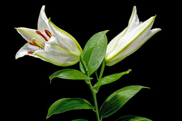 Dos capullos de lirio oriental blanco aislado sobre fondo negro