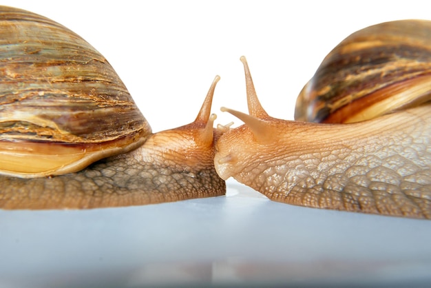 Dos caracoles Achatina gigante aislado