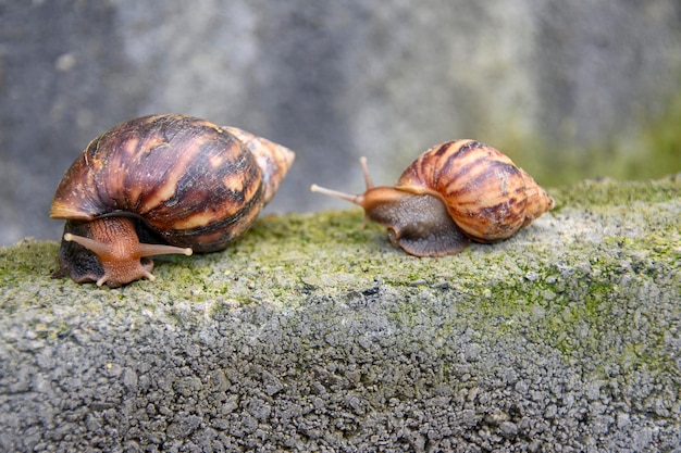 Foto dos caracoles caminan juntos sobre un ladrillo