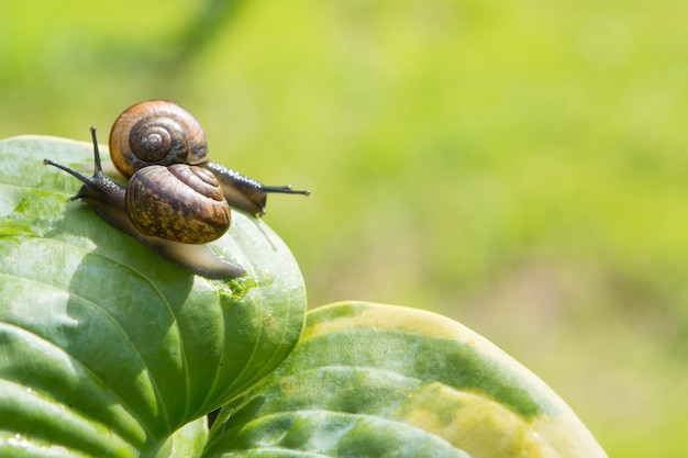 Dos caracoles de jardín se arrastran en diferentes direcciones sobre una hoja verde.