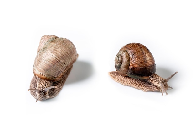 Dos caracoles de jardín sobre musgo en blanco en el lugar de fondo para el texto