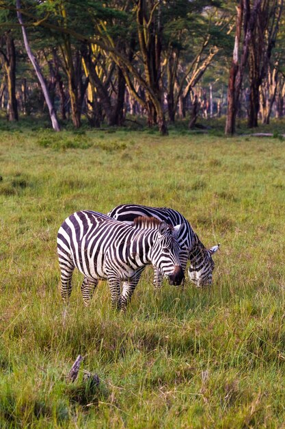 Dos cebras en el parque del lago Nakuru. Kenia, Africa