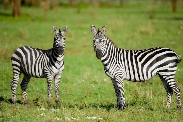 Dos cebras en el Serengeti
