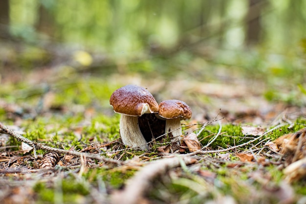 Dos Cep o setas Boletus que crecen en un exuberante musgo verde en un bosque Boletus edulis