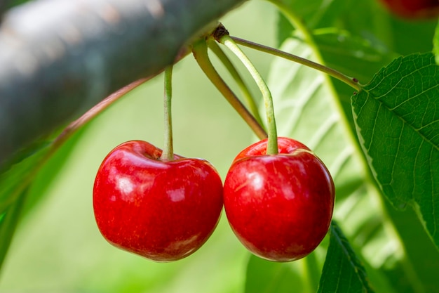 Dos cerezas rojas maduras y hermosas crecen en una rama en el jardín