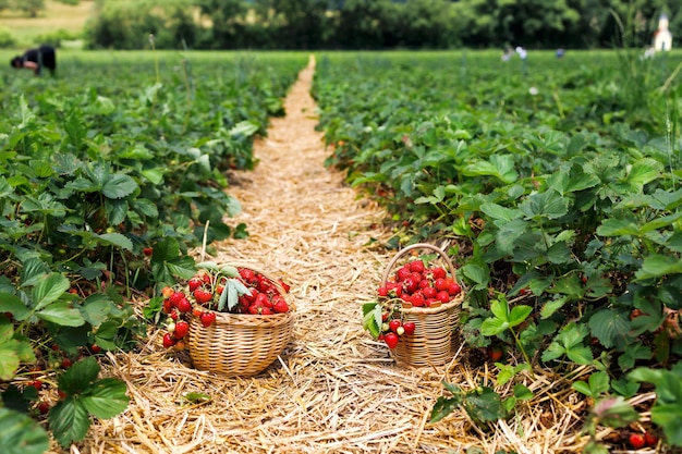 Dos cestas de mimbre de fresas rojas maduras en un pasaje cubierto de paja entre filas en el campo