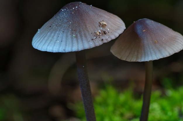 Dos champiñones pequeños de filigrana en musgo con punto de luz en el suelo del bosque