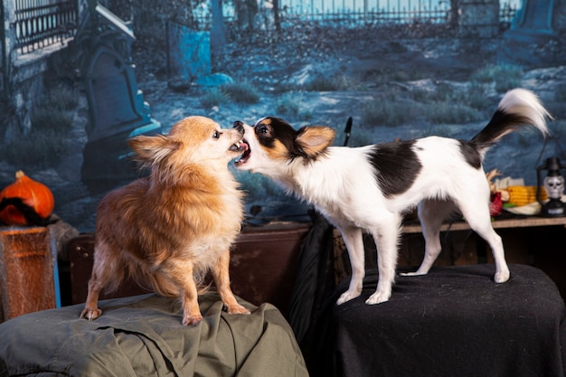 Dos chihuahua peleando en una noche de Halloween con un esqueleto