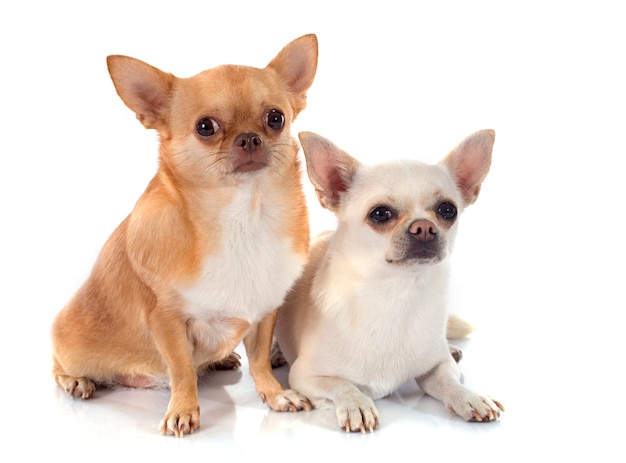 dos chihuahua