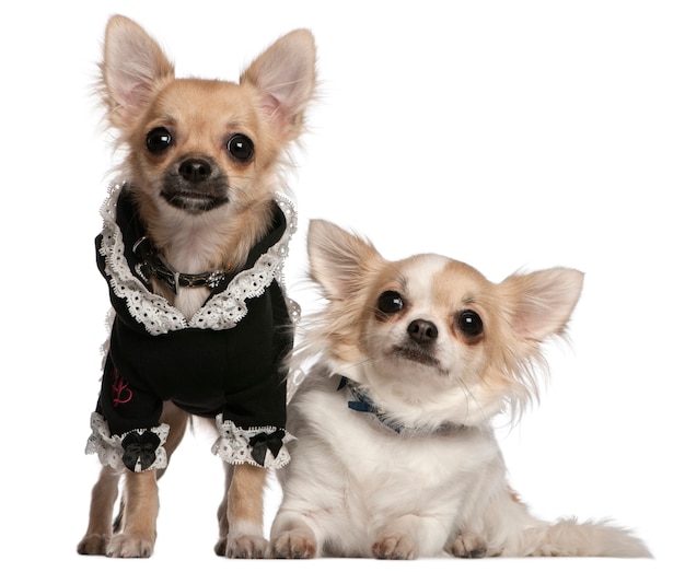 Dos chihuahuas disfrazados