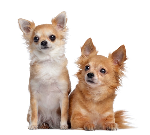 Dos chihuahuas, sentados y acostados