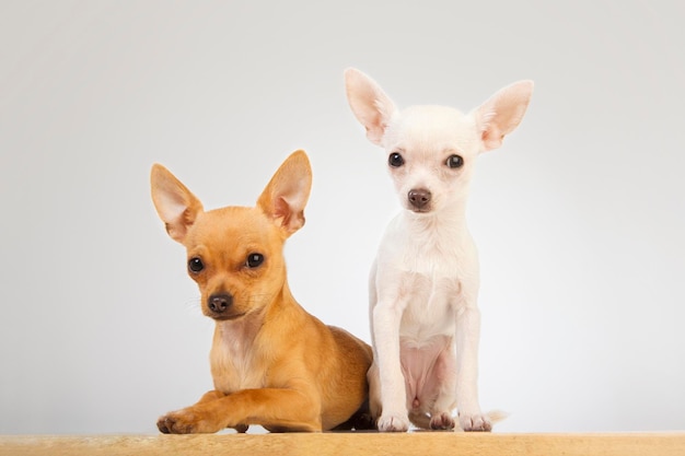 Dos chihuahuas sobre fondo blanco.