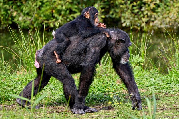 Dos chimpancés están jugando entre sí.