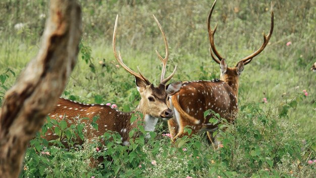 Foto dos ciervos chital machos o ciervos manchados en el bosque