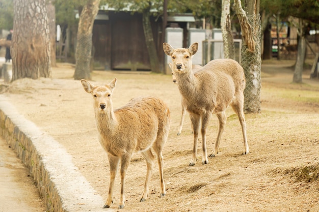 Dos ciervos jovenes de la gama que miran algo en el área del parque de Nara.