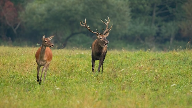 Dos ciervos rojos corriendo sobre pastos verdes en la naturaleza otoñal