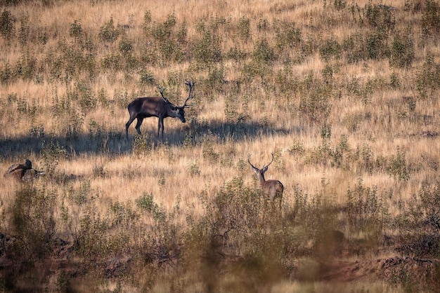 Dos ciervos en su entorno natural.