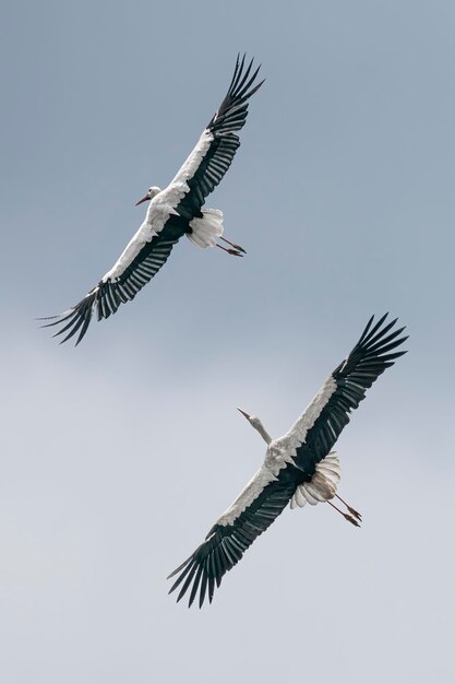 Dos cigüeñas blancas (Ciconia ciconia), volando con las alas extendidas.