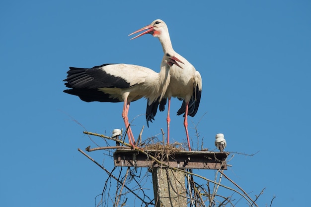 Dos cigüeñas blancas en el nido contra el cielo azul