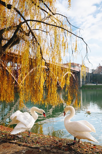 Dos cisnes blancos con un fondo colorido junto al puente Drava y al río en Maribor Eslovenia