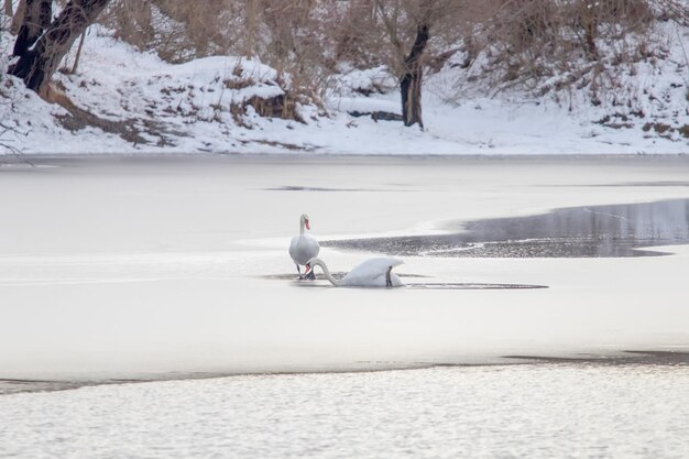 Dos cisnes blancos en el lago congelado. Lago congelado de invierno.