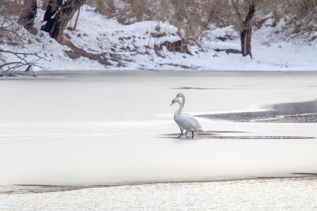 Dos cisnes blancos en el lago congelado. Lago congelado de invierno.