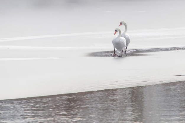 Dos cisnes blancos en el lago congelado. Lago congelado de invierno.