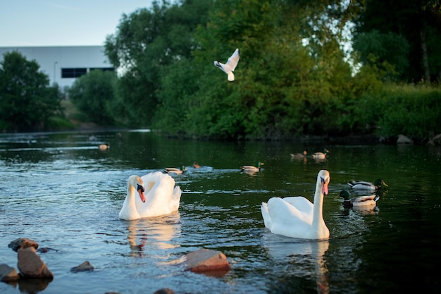 Dos cisnes blancos nadan en un estanque con patos