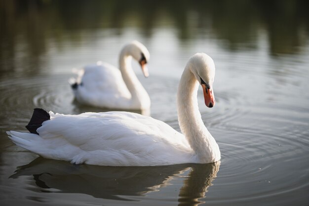 Dos cisnes blancos nadan en el estanque