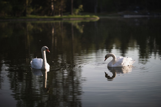 Dos cisnes blancos nadan en el estanque