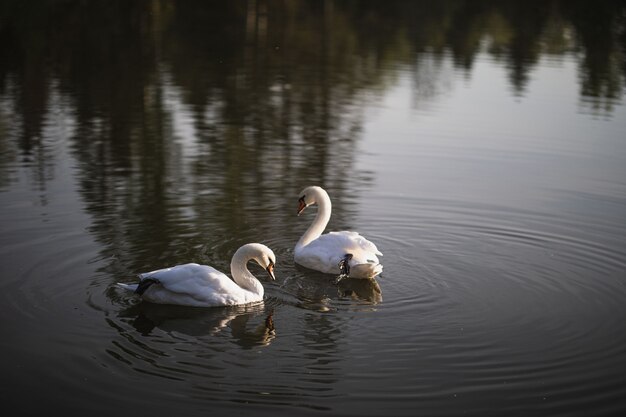 Dos cisnes blancos nadan en el estanque