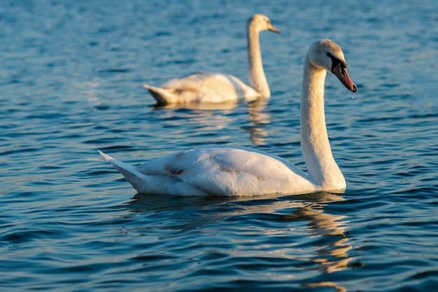 Dos cisnes están en el agua azul del lago.