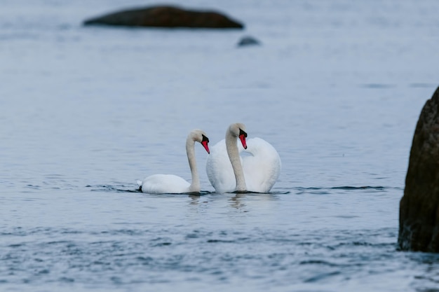 Dos cisnes están nadando en el agua.