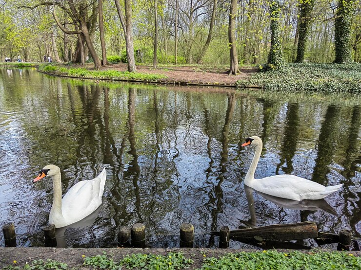 dos cisnes están nadando en un estanque con árboles en el fondo