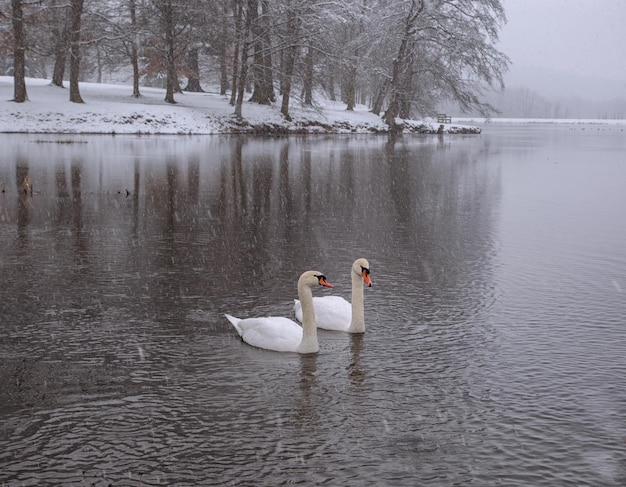 Dos cisnes en el lago y nevadas.