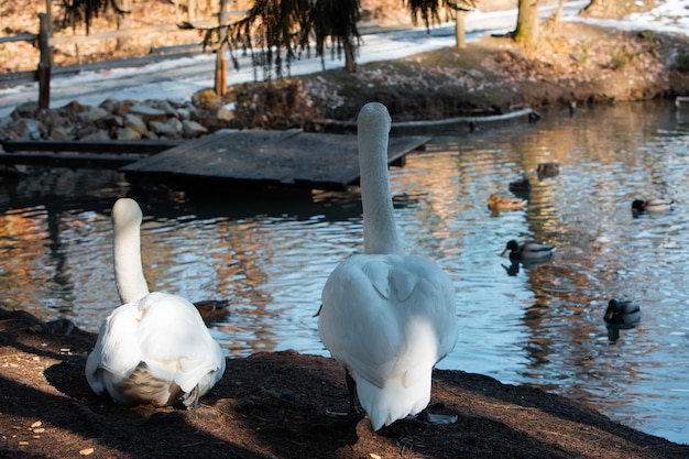 Dos cisnes limpiándose a orillas del lago