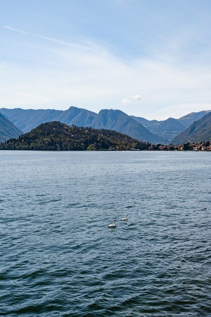 Dos cisnes nadan en el agua en el lago de como en italia