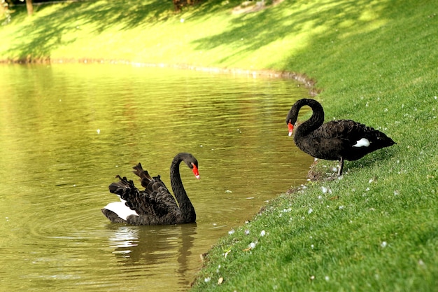 Dos cisnes negro lago primavera verano