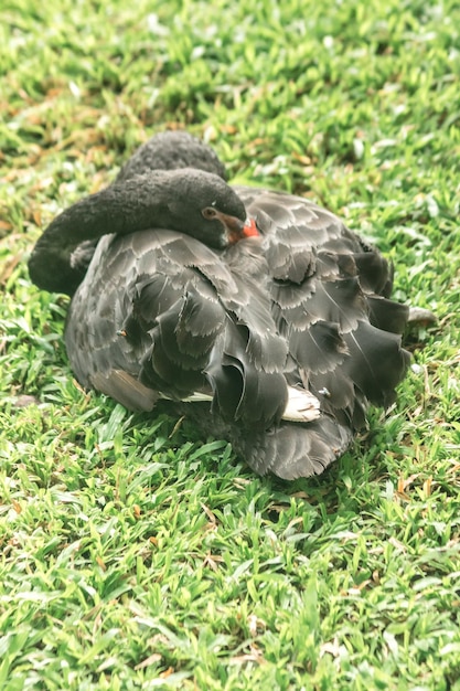Foto dos cisnes negros en el césped