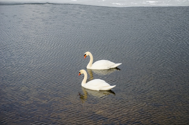 Dos cisnes en el río cerca del hielo.