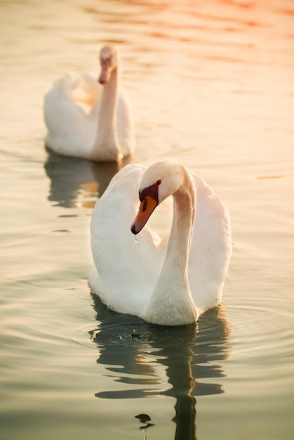 Dos cisnes en un río