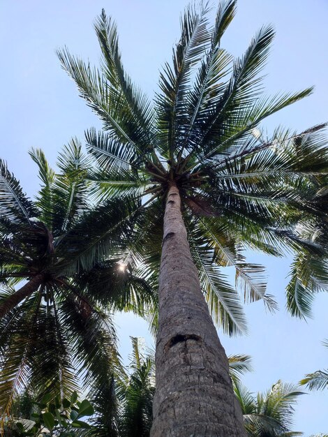 Foto dos cocoteros con el cielo azul