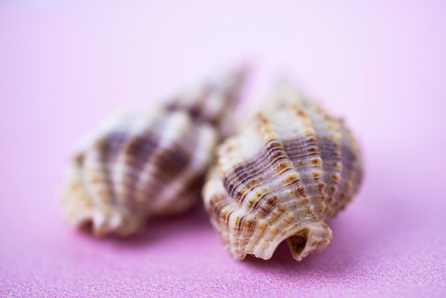 Dos conchas marrones Cymatium en el fondo rosa